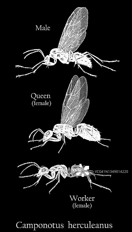 大力士蚁（Camponotus herculeanus）的古老雕刻插图图片素材