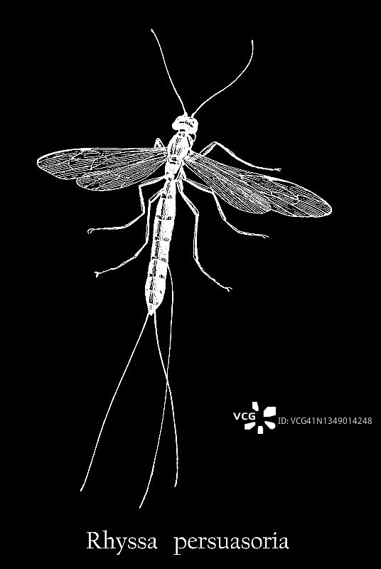 昆虫旧版雕刻插图：剑尾姬蜂图片素材