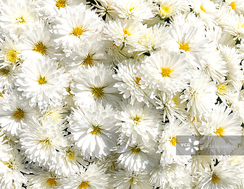 白色菊花图片素材