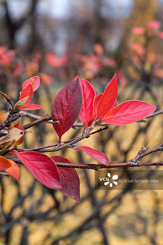 灌木树枝，红色秋叶，在秋日晴朗的森林或公园里图片素材