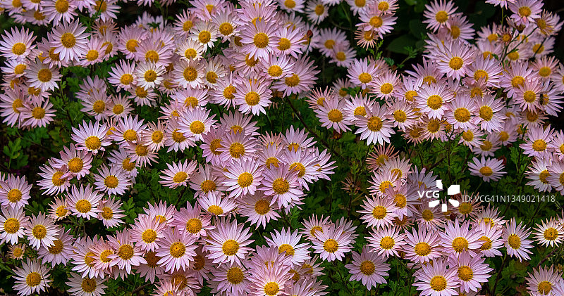 粉色菊花图片素材