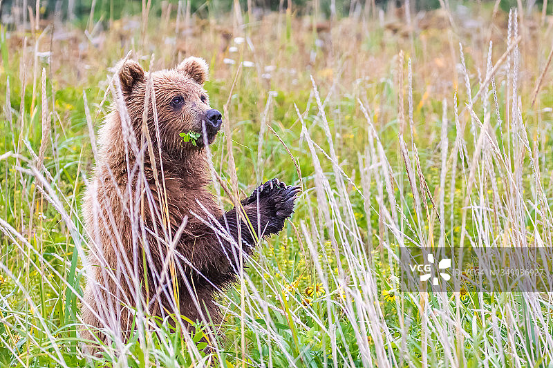 阿拉斯加棕熊幼崽在茂盛的草丛中图片素材