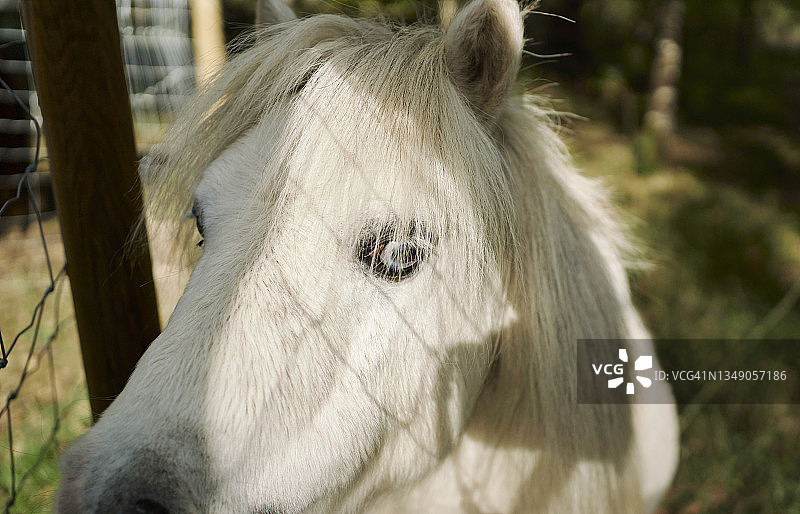 壮观的Pottoka白色马的头部和眼睛特写图片素材