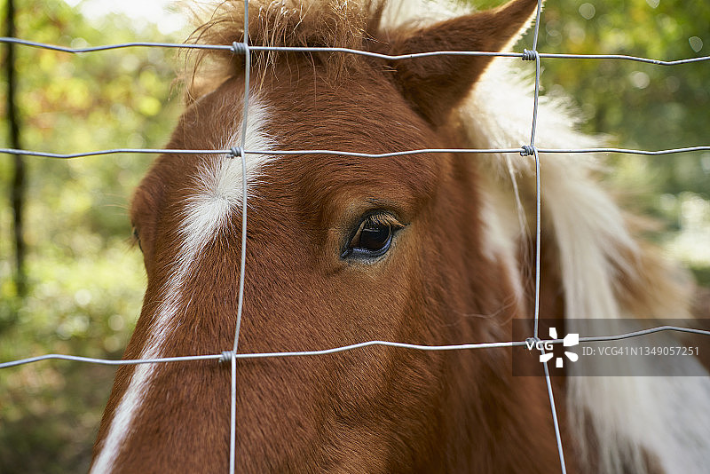 棕色波多卡马的头部和一只眼睛的特写图片素材