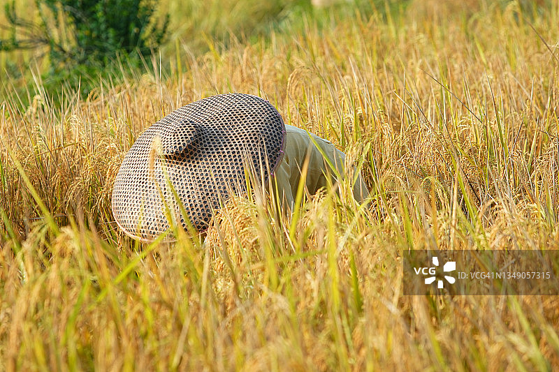 农民收割成熟的水稻图片素材