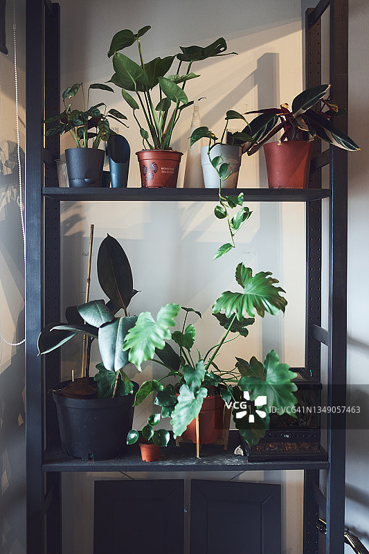 窗边摆放绿色花卉的金属架图片素材