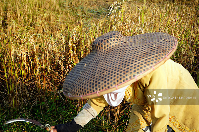 农民收割成熟的水稻图片素材