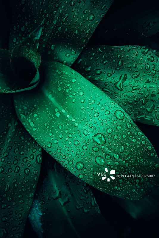 雨滴背景下的绿叶图案，叶子纹理的自然繁茂树叶图片素材