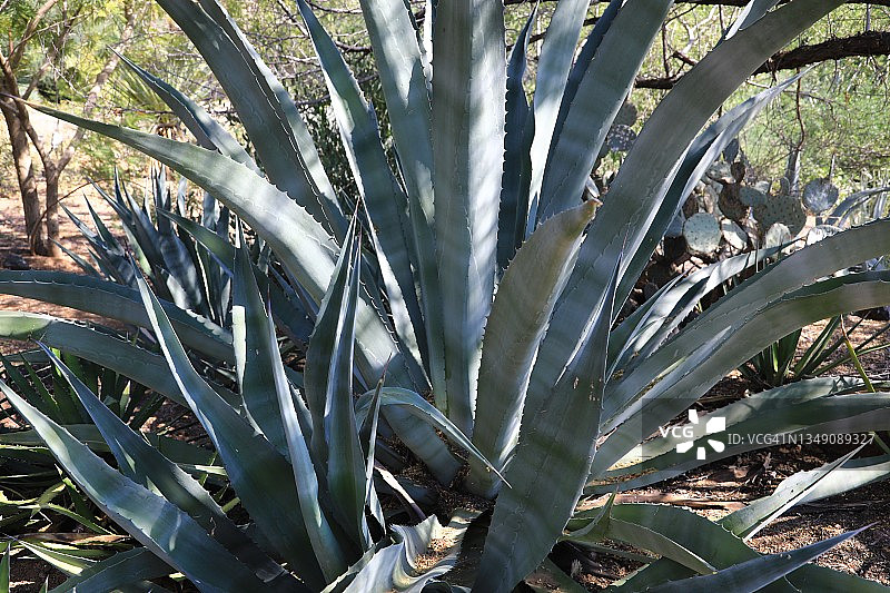 干旱气候中的龙舌兰图片素材