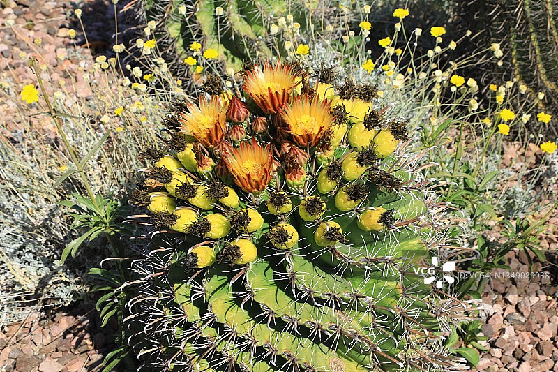 桶形仙人掌上的花朵图片素材