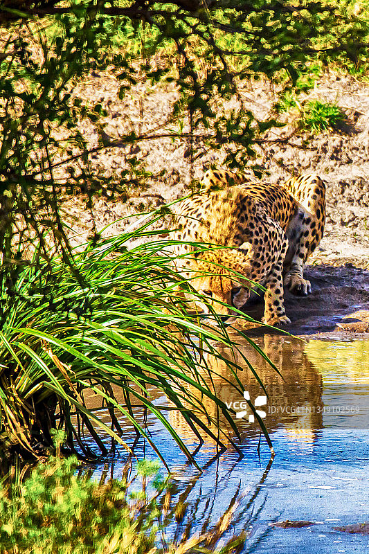 猎豹在肯尼亚马赛马拉国家保护区饮水图片素材