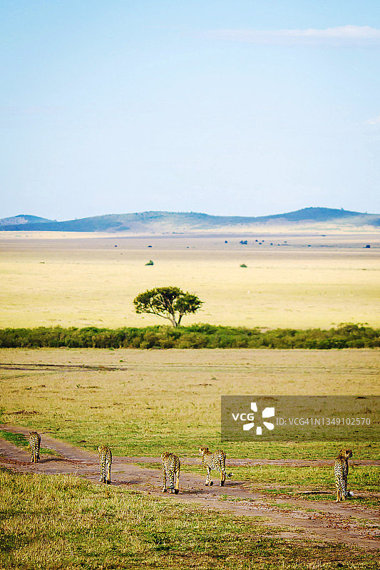 五只猎豹兄弟走在肯尼亚马赛马拉国家保护区图片素材