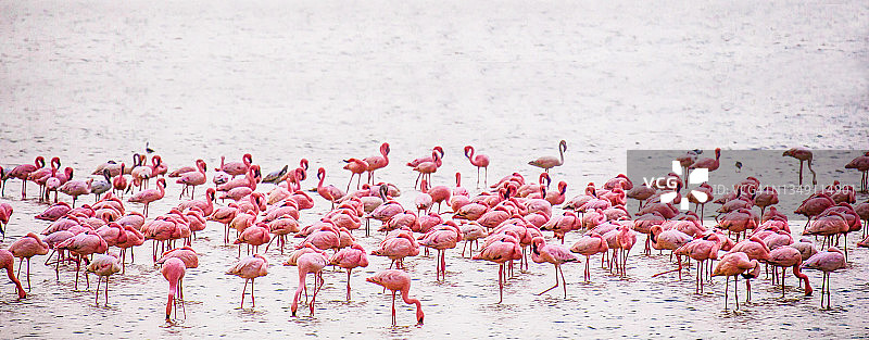 安博塞利国家公园火烈鸟全景照片图片素材