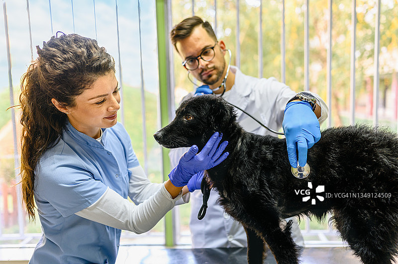 兽医检查狗图片素材