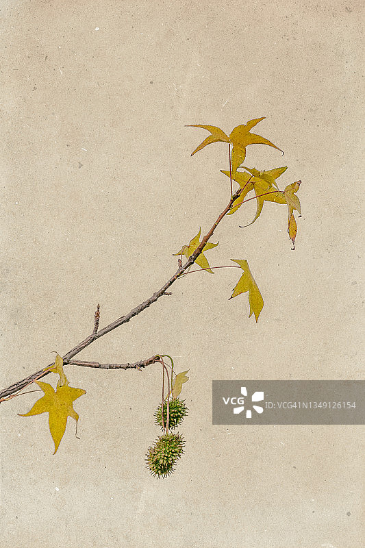 秋天的树枝和树叶图片素材