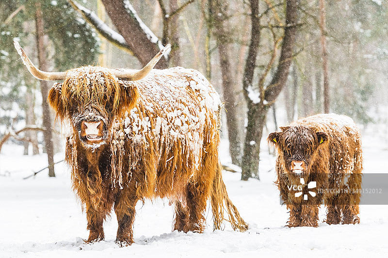 冬季雪地里的苏格兰高地人图片素材