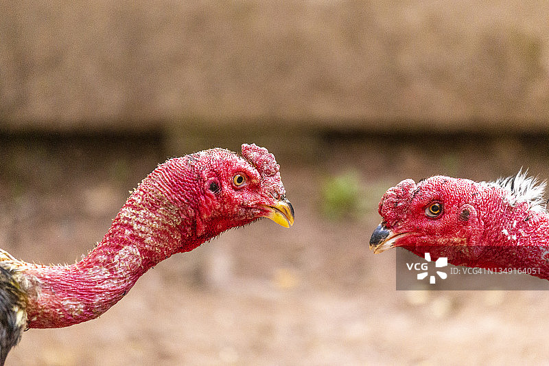 承天-顺化省（越南）的两只斗鸡图片素材