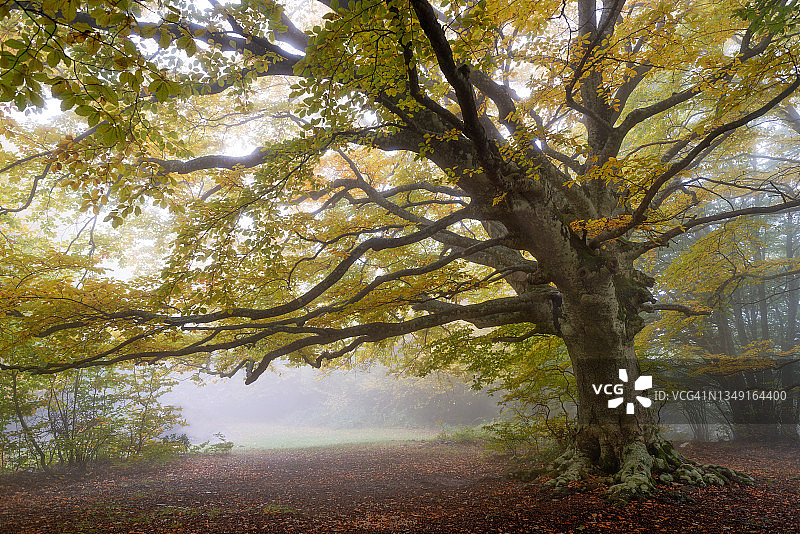 坎菲托山毛榉森林图片素材