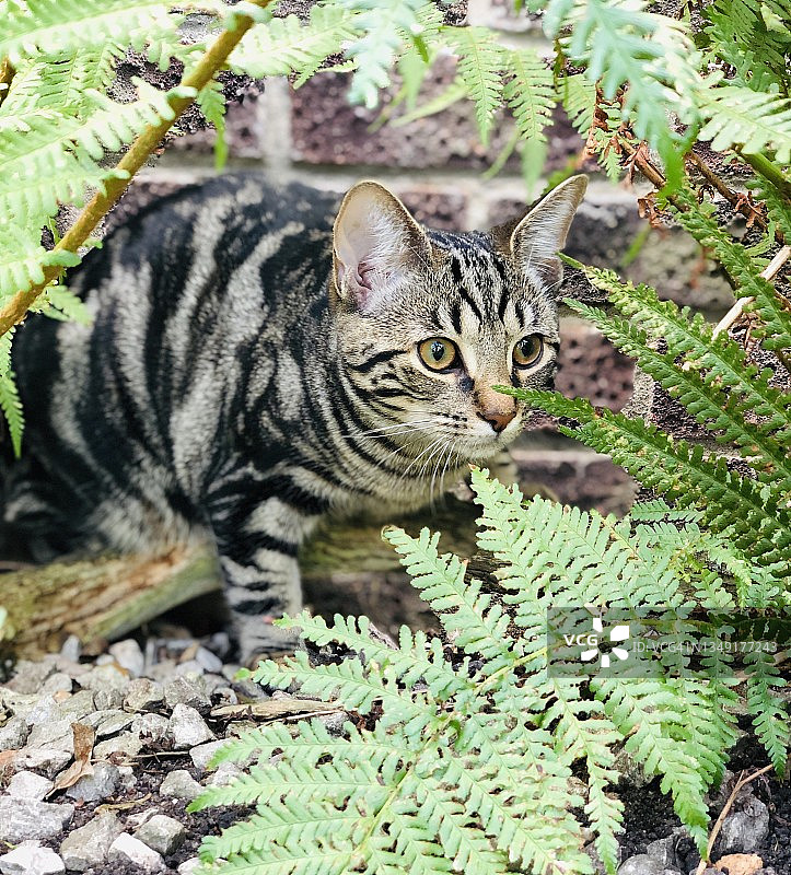 藏在蕨类植物中的猫图片素材
