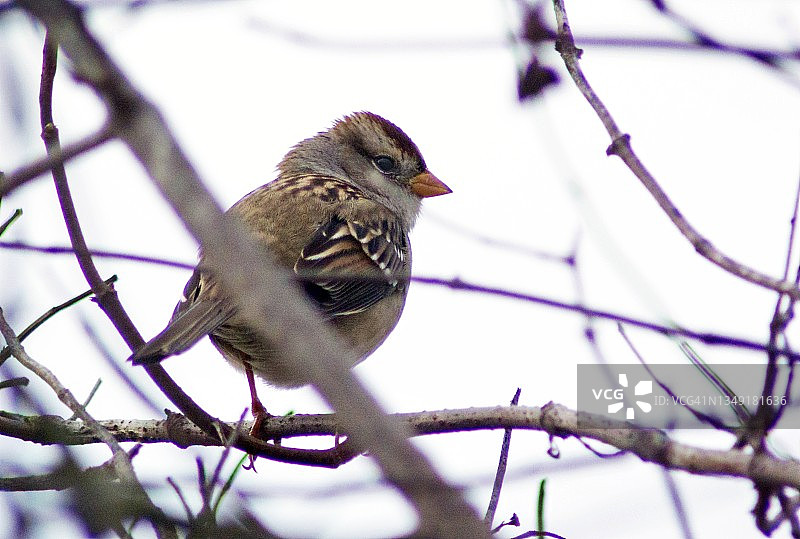 白冠麻雀特写图片素材