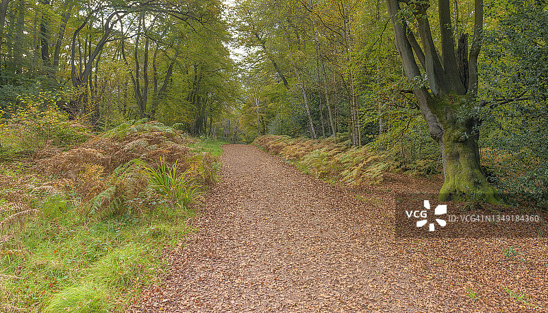 通往森林的小径图片素材
