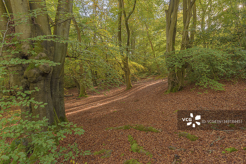 穿过森林地面的光线图片素材