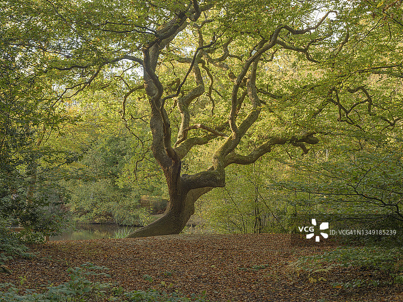 草莓山池塘的树木图片素材