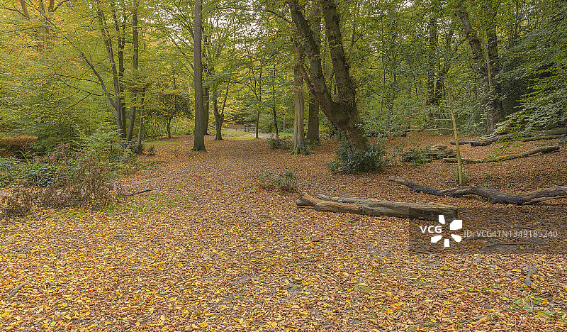 埃pping森林的秋季森林地面图片素材