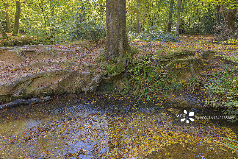 埃平森林中蔓延的根图片素材