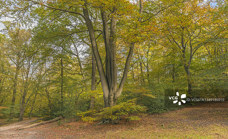 埃pping森林图片素材