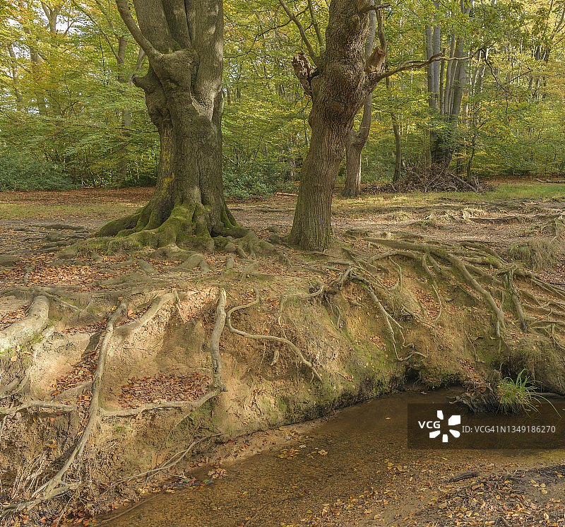 埃pping森林中裸露的树根图片素材