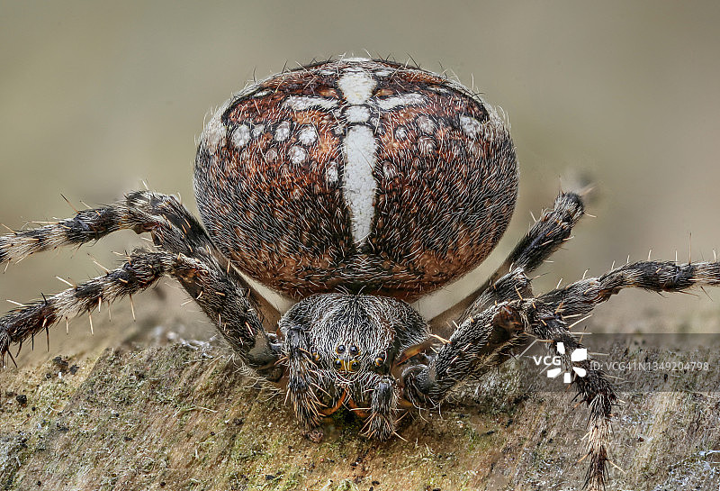 花园的蜘蛛图片素材