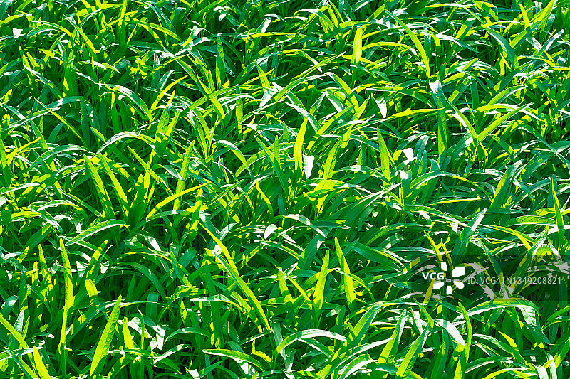 花园里的空心菜图片素材