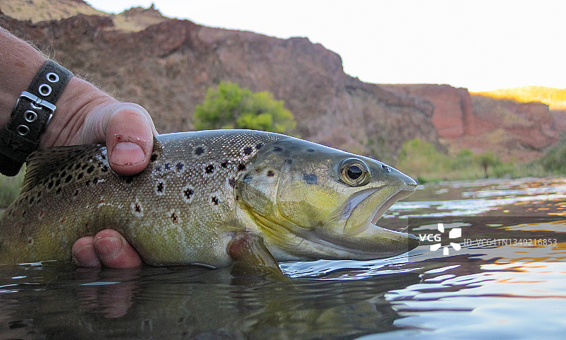 飞蝇钓捕获的野生棕鳟鱼图片素材