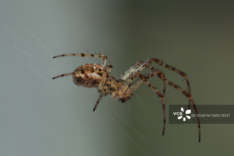花园的蜘蛛图片素材