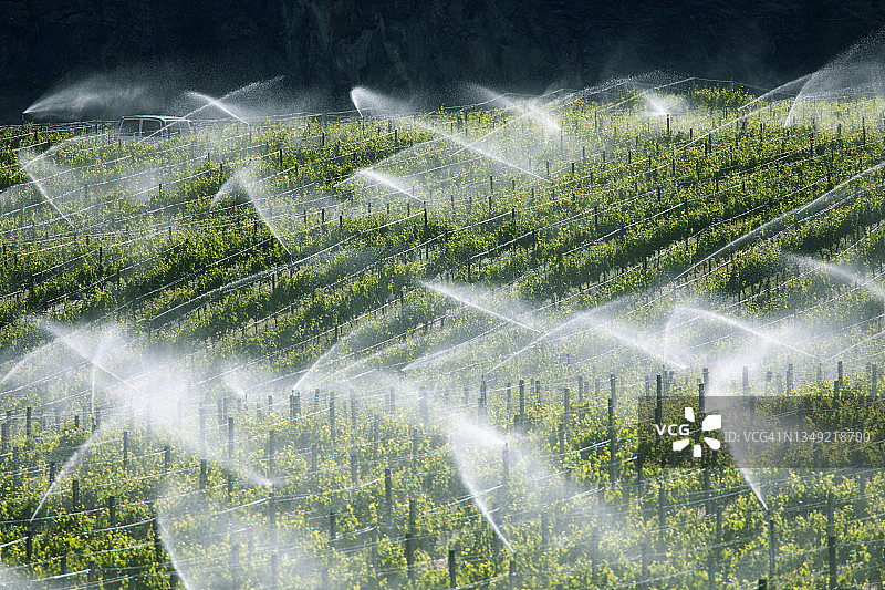 正在灌溉的酿酒葡萄图片素材