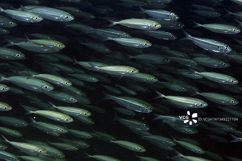 大眼鲹和鲱鱼群图片素材