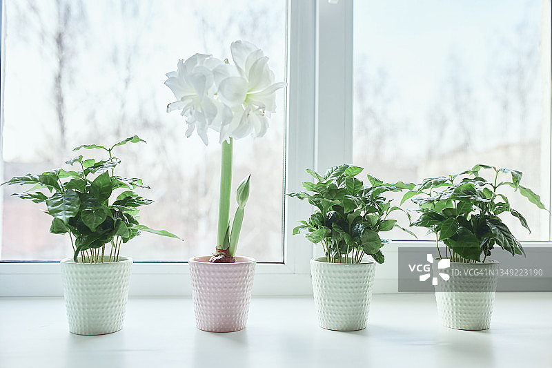 家庭盆栽养护：阿拉伯咖啡与孤挺花图片素材