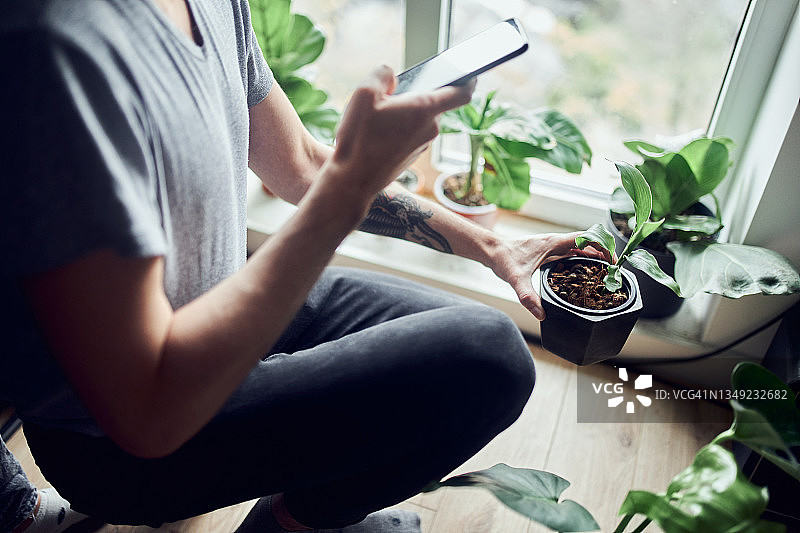 年轻男子在客厅用手机拍摄盆栽花卉图片素材