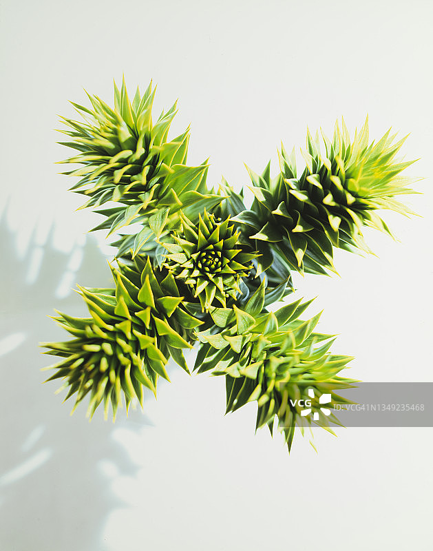 绿色猴子拼图植物图片素材