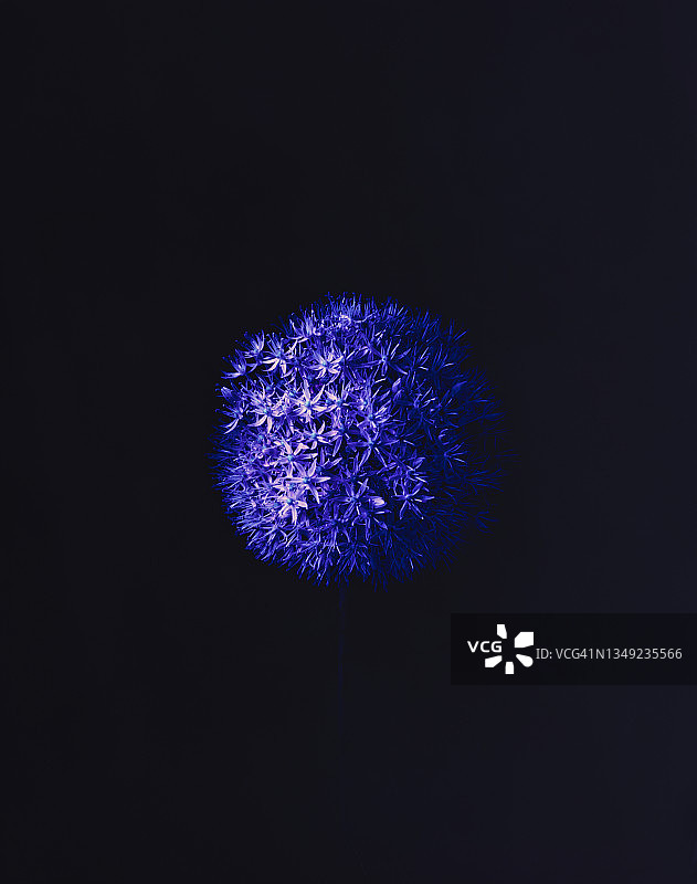 蓝色葱属植物花朵图片素材