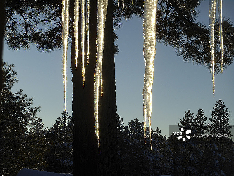 犹他州布莱斯峡谷国家公园里冰柱和松树的寒冷冬日清晨图片素材