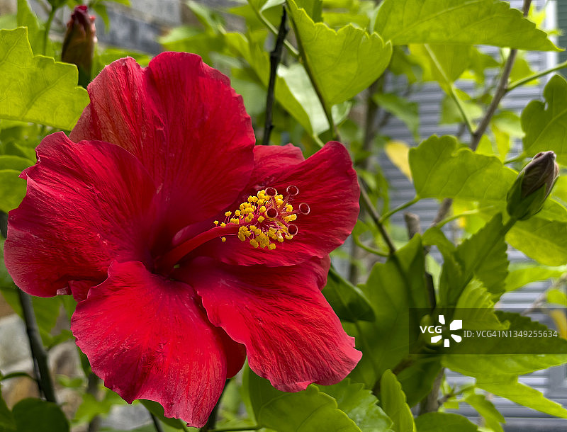 鲜红的木槿花图片素材
