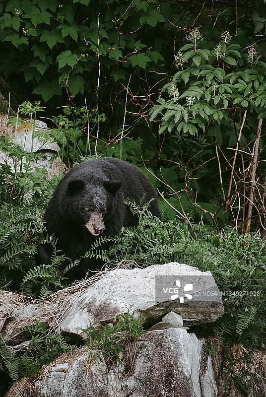 幼年黑熊在不列颠哥伦比亚省坎贝尔河附近的森林山坡上行走图片素材