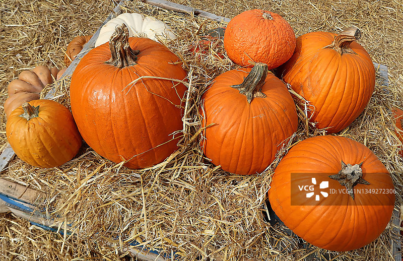有机南瓜什锦图片素材