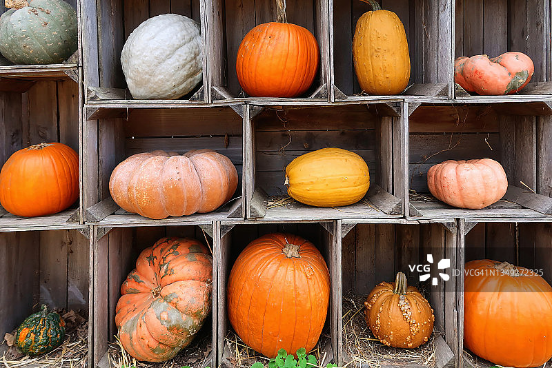 有机南瓜什锦图片素材