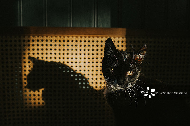 一只回头看的黑色小猫，在藤条上投下阴影图片素材