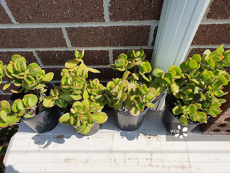 玉树，也称摇钱树或幸运草图片素材