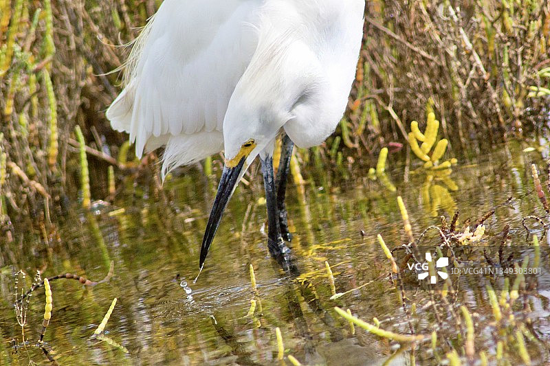雪鹭特写图片素材