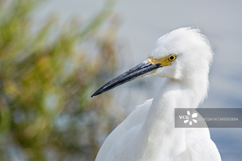 雪鹭的特写镜头图片素材